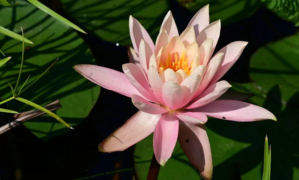 Vacker Blommande Lotus Växer Damm Sommardagen — Stockfoto