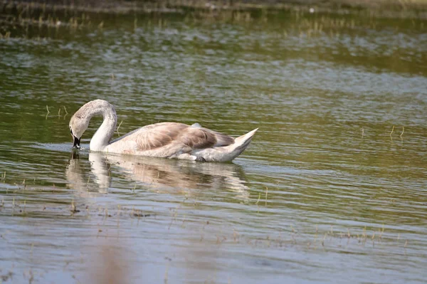 Hermoso Cisne Nadando Superficie Del Lago Día Verano — Foto de Stock