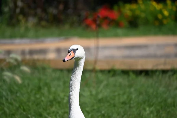 Bellissimo Cigno Carino Giorno Estate — Foto Stock