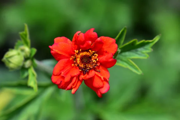 Hermosa Flor Que Crece Jardín Día Soleado —  Fotos de Stock