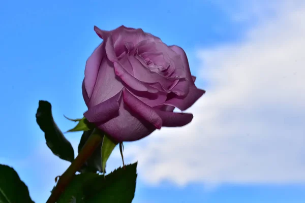 Beautiful Rose Flower Sky Background Summer Concept Close View — Stock Photo, Image