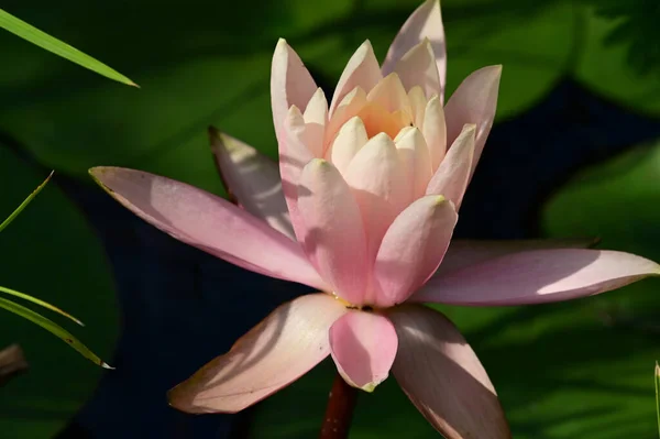 Hermoso Loto Floreciente Creciendo Estanque Día Verano —  Fotos de Stock