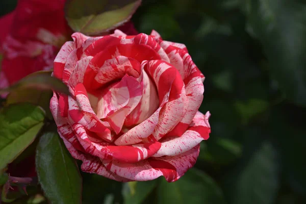 Hermosa Flor Rosa Creciendo Jardín Día Soleado —  Fotos de Stock