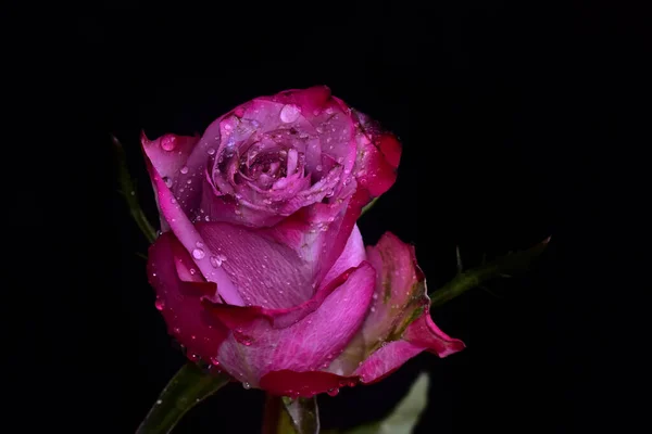 Piękny Kwiat Róży Rośnie Ogrodzie Słoneczny Dzień — Zdjęcie stockowe