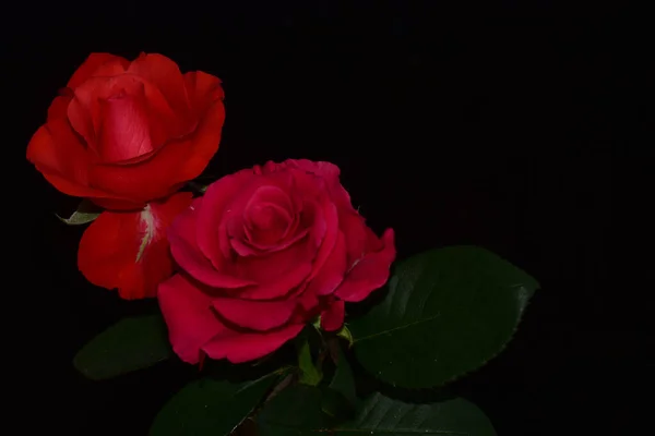 Hermosas Rosas Sobre Fondo Oscuro Concepto Verano Vista Cercana — Foto de Stock