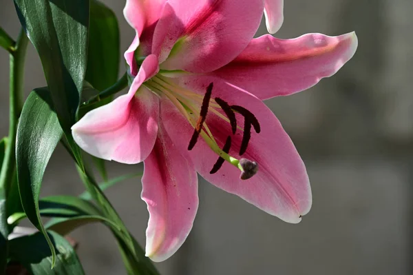 Belles Fleurs Poussant Dans Jardin Journée Ensoleillée Été — Photo