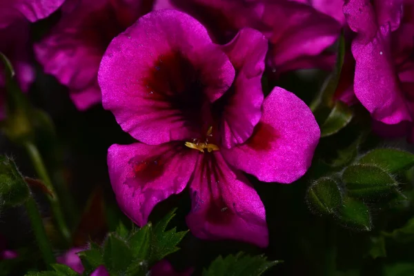 Beautiful Flowers Growing Garden Summer Sunny Day — Stock Photo, Image