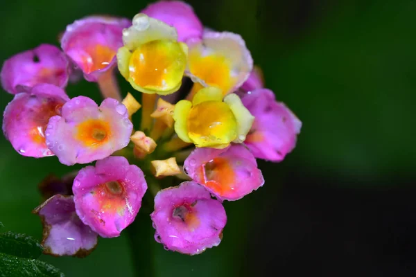 Hermosa Flor Que Crece Jardín Día Soleado — Foto de Stock