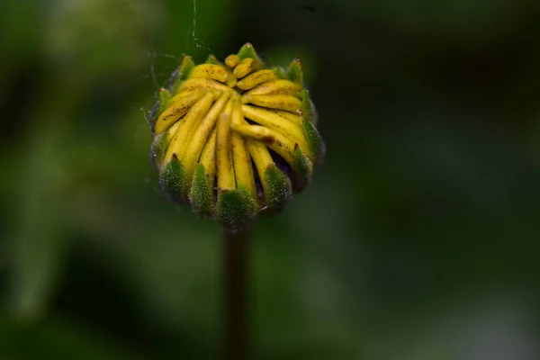 Bellissimo Fiore Che Cresce Giardino Nella Giornata Sole — Foto Stock