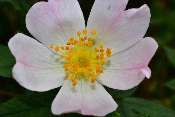 Όμορφο Λουλούδι Που Αναπτύσσεται Στον Κήπο Την Ηλιόλουστη Μέρα — Φωτογραφία Αρχείου