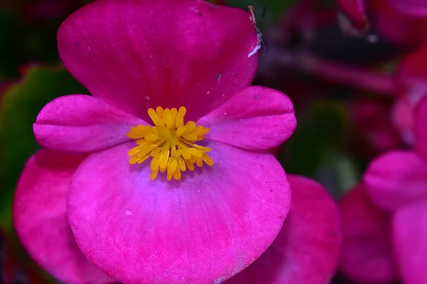 Vacker Blomma Xer Trã Dgã Solig Dag — Stockfoto