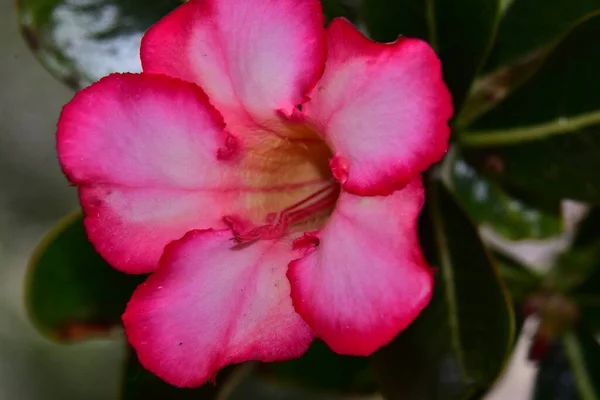 Belle Fleur Poussant Dans Jardin Jour Ensoleillé — Photo