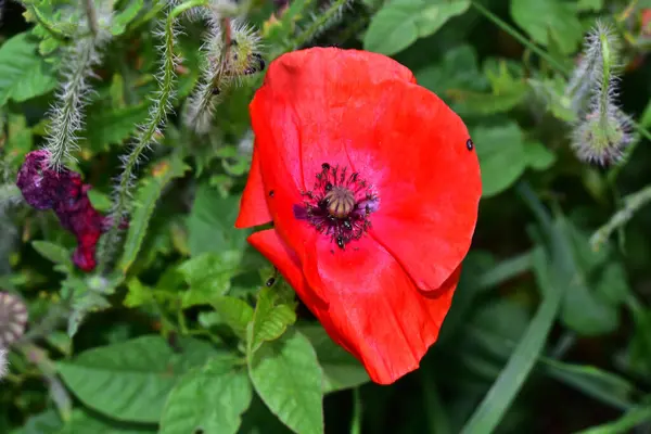 Hermosas Flores Que Crecen Jardín Verano Día Soleado — Foto de Stock