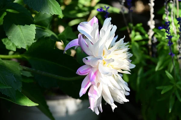 Bela Flor Peônia Crescendo Jardim Dia Ensolarado — Fotografia de Stock