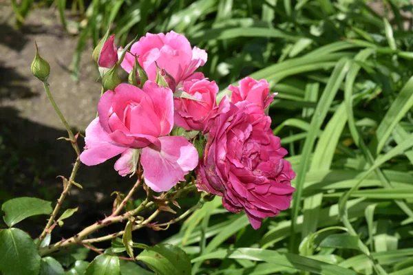 Hermosas Rosas Que Crecen Jardín Verano Día Soleado — Foto de Stock