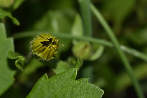 Belle Fleur Poussant Dans Jardin Jour Ensoleillé — Photo