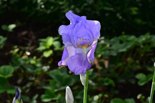 Güneşli bir günde bahçede büyüyen güzel çiçek. 