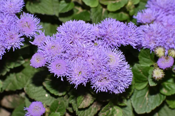 Schöne Blumen Wachsen Garten Sonnigen Sommertag — Stockfoto