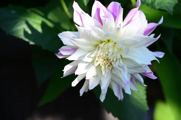 Belle Fleur Pivoine Poussant Dans Jardin Jour Ensoleillé — Photo