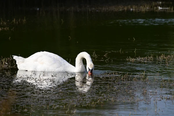 Beautiful Swan Swimming Lake Water Surface Summer Day — Stock Photo, Image