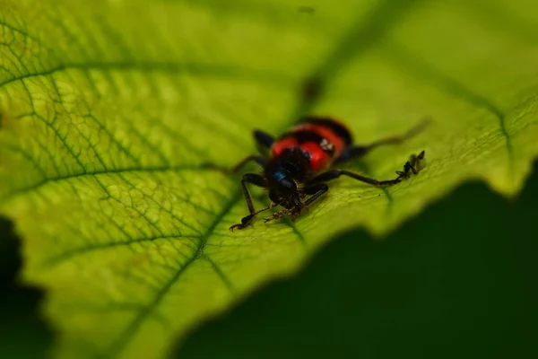 Bug Planta Crescendo Jardim Dia Ensolarado Verão — Fotografia de Stock