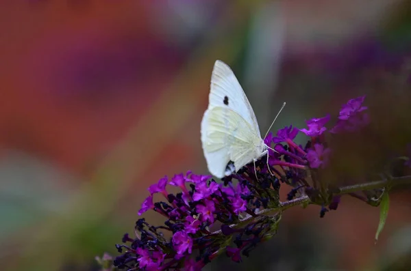 Schmetterling Auf Schönen Blumen Die Garten Sonnigen Sommertag Wachsen — Stockfoto