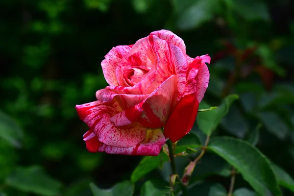 Gyönyörű Rózsa Virág Kertben Napsütéses Napon — Stock Fotó