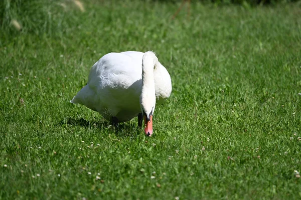 Hermoso Cisne Lindo Día Verano —  Fotos de Stock