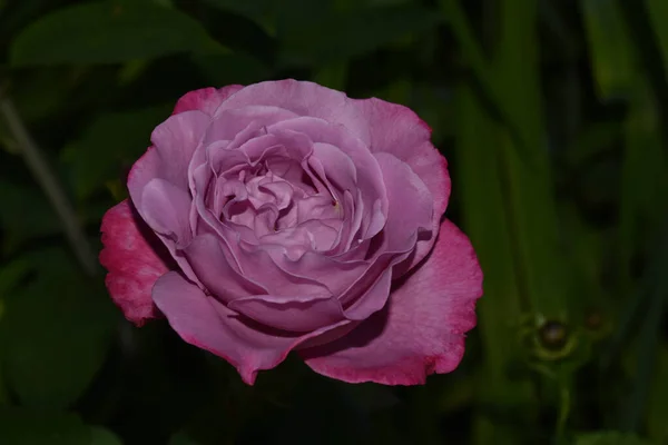 Hermosa Flor Rosa Creciendo Jardín Día Soleado — Foto de Stock