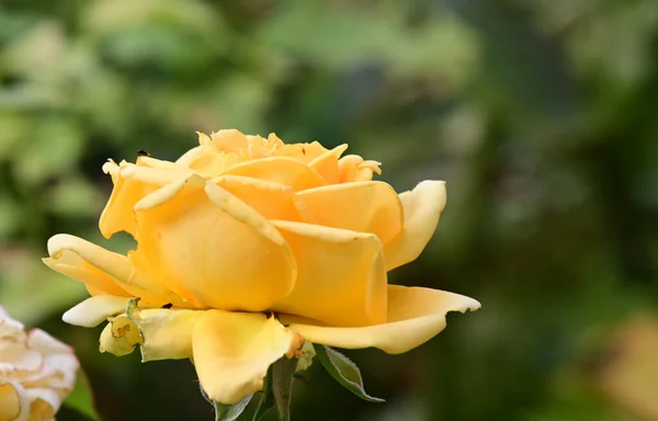 Schöne Rosenblüte Die Sonnigen Tagen Garten Wächst — Stockfoto