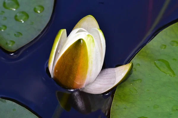 Belle Floraison Lotus Poussant Dans Étang Jour Été — Photo