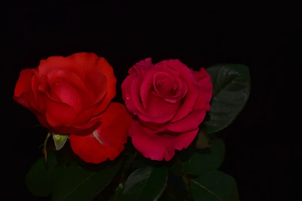 Rosas Bonitas Fundo Escuro Conceito Verão Vista Próxima — Fotografia de Stock