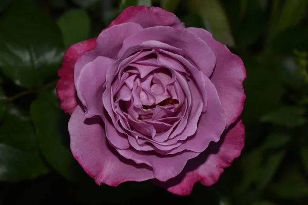 Hermosa Flor Rosa Creciendo Jardín Día Soleado —  Fotos de Stock