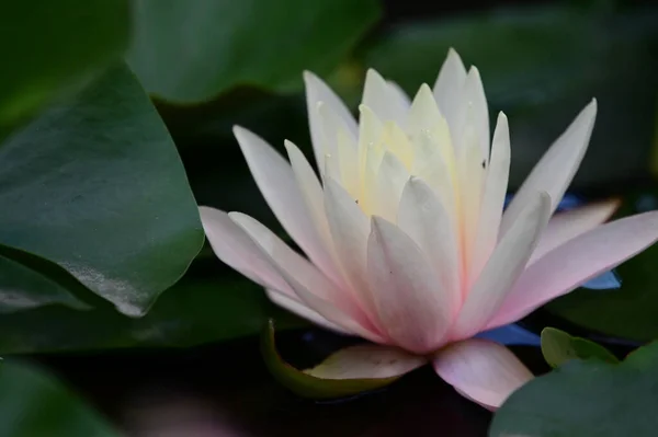 Hermoso Loto Floreciente Creciendo Estanque Día Verano — Foto de Stock