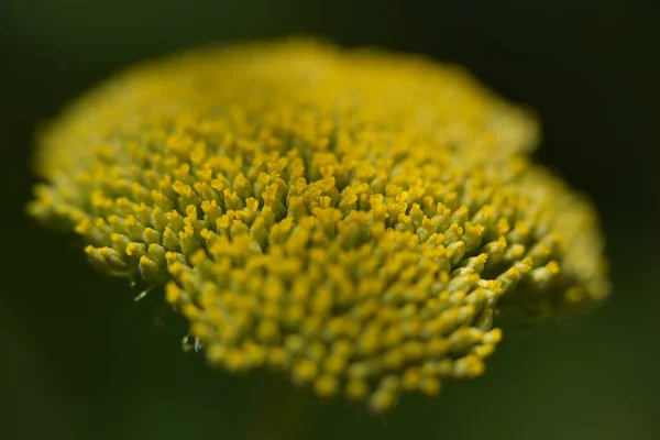 Belle Fleur Poussant Dans Jardin Jour Ensoleillé — Photo