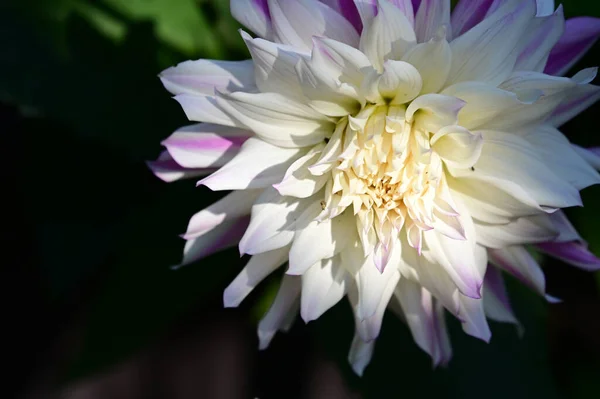 Bela Flor Peônia Crescendo Jardim Dia Ensolarado — Fotografia de Stock