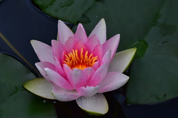 Schön Blühender Lotus Der Sommertag Teich Wächst — Stockfoto