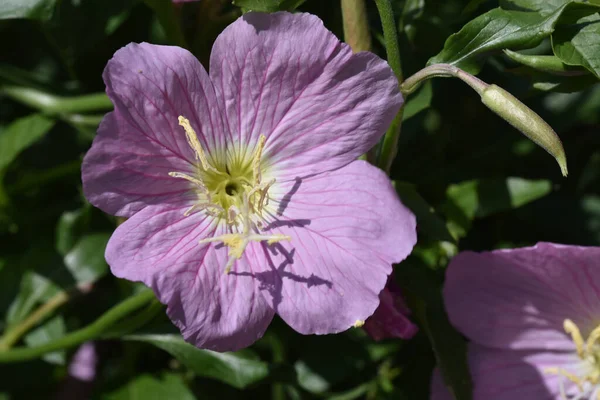 Hermosa Flor Que Crece Jardín Día Soleado —  Fotos de Stock