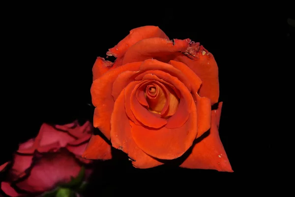 Hermosas Flores Sobre Fondo Oscuro Concepto Verano Vista Cercana — Foto de Stock