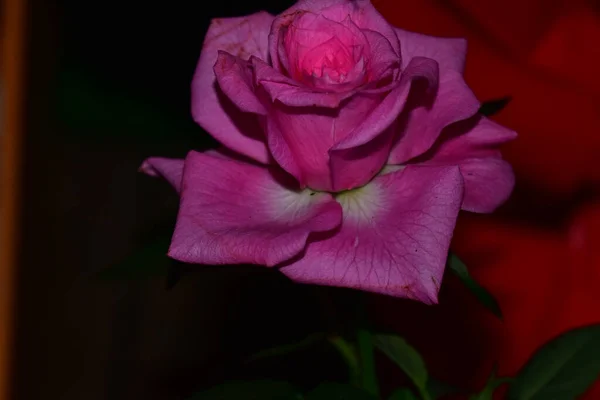 美しいバラは暗い背景夏のコンセプトに近い眺め — ストック写真