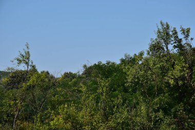Mavi gökyüzü arka planında yeşil yaz ormanı manzarası 