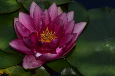 Güzel çiçek açan nilüfer çiçekleri yaz günü gölette büyür. 