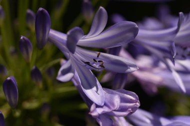 Güneşli yaz gününde bahçede yetişen güzel çiçekler. 