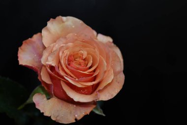 Koyu arkaplanda güzel bir gül, yaz konsepti, yakın görüş  