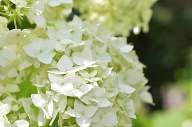 Güneşli bir günde bahçede büyüyen güzel çiçekler. 