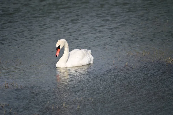 Belo Cisne Nadando Superfície Água Lago Dia Verão — Fotografia de Stock