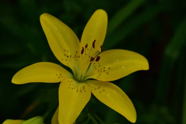 Belle Fleur Lys Poussant Dans Jardin Journée Ensoleillée Été — Photo