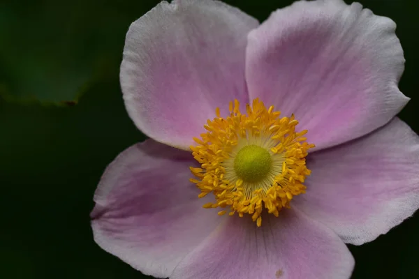 Gyönyörű Virág Kertben Napsütéses Napon — Stock Fotó