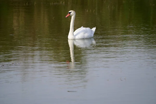 Beautiful Swan Swimming Lake Water Surface Summer Day — Stock Photo, Image