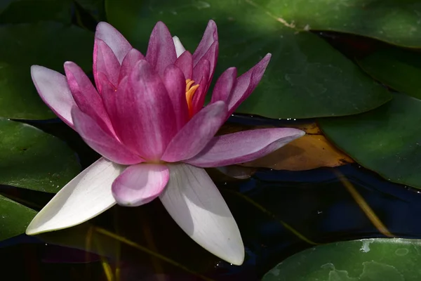 Vacker Blommande Lotus Växer Damm Sommardagen — Stockfoto